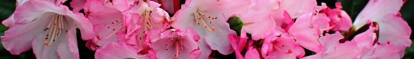 Rhododendron