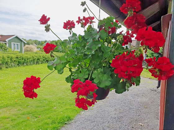 V�lkommen till Sundby Kolonitr�dg�rdsf�rening!